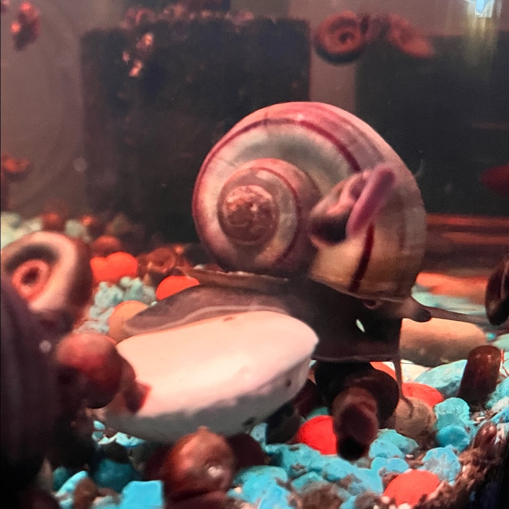 One Juvenile Purple Mystery 🐌